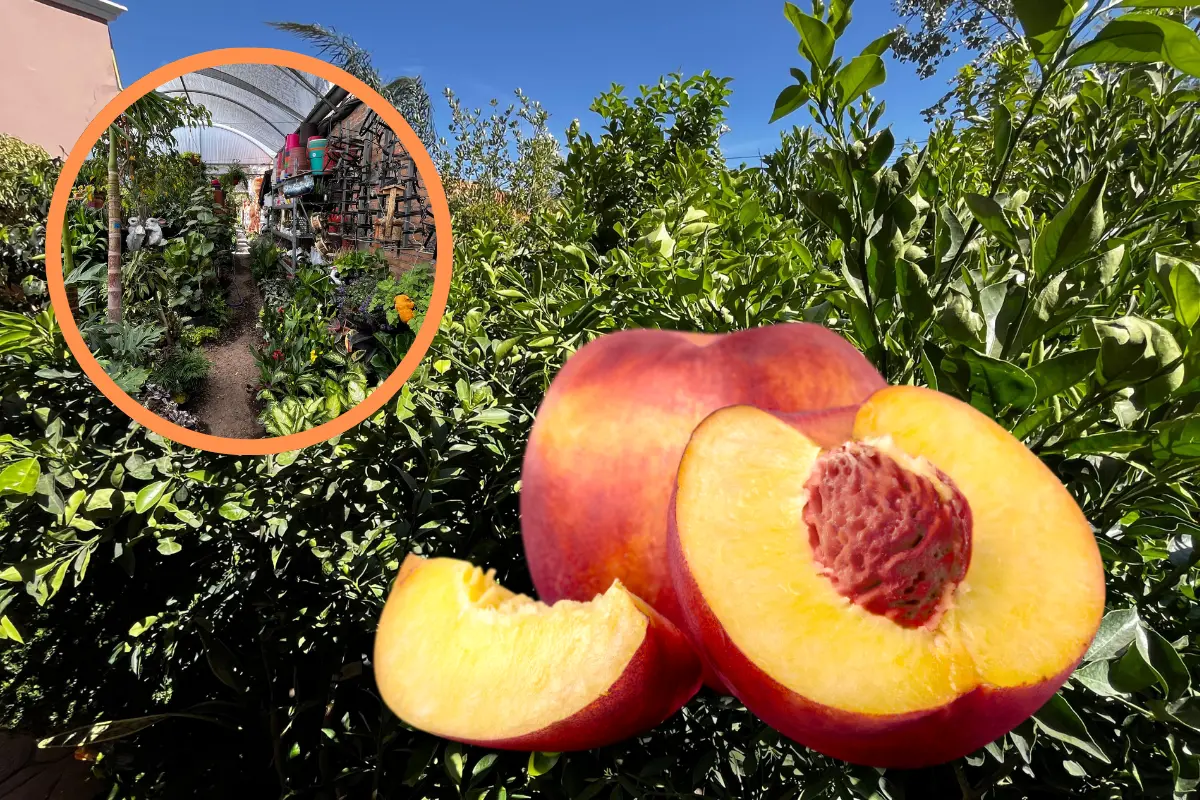 Hay árboles frutales con los cuales puedes iniciar tu huerto frutal. Foto: Alejandro Ávila.