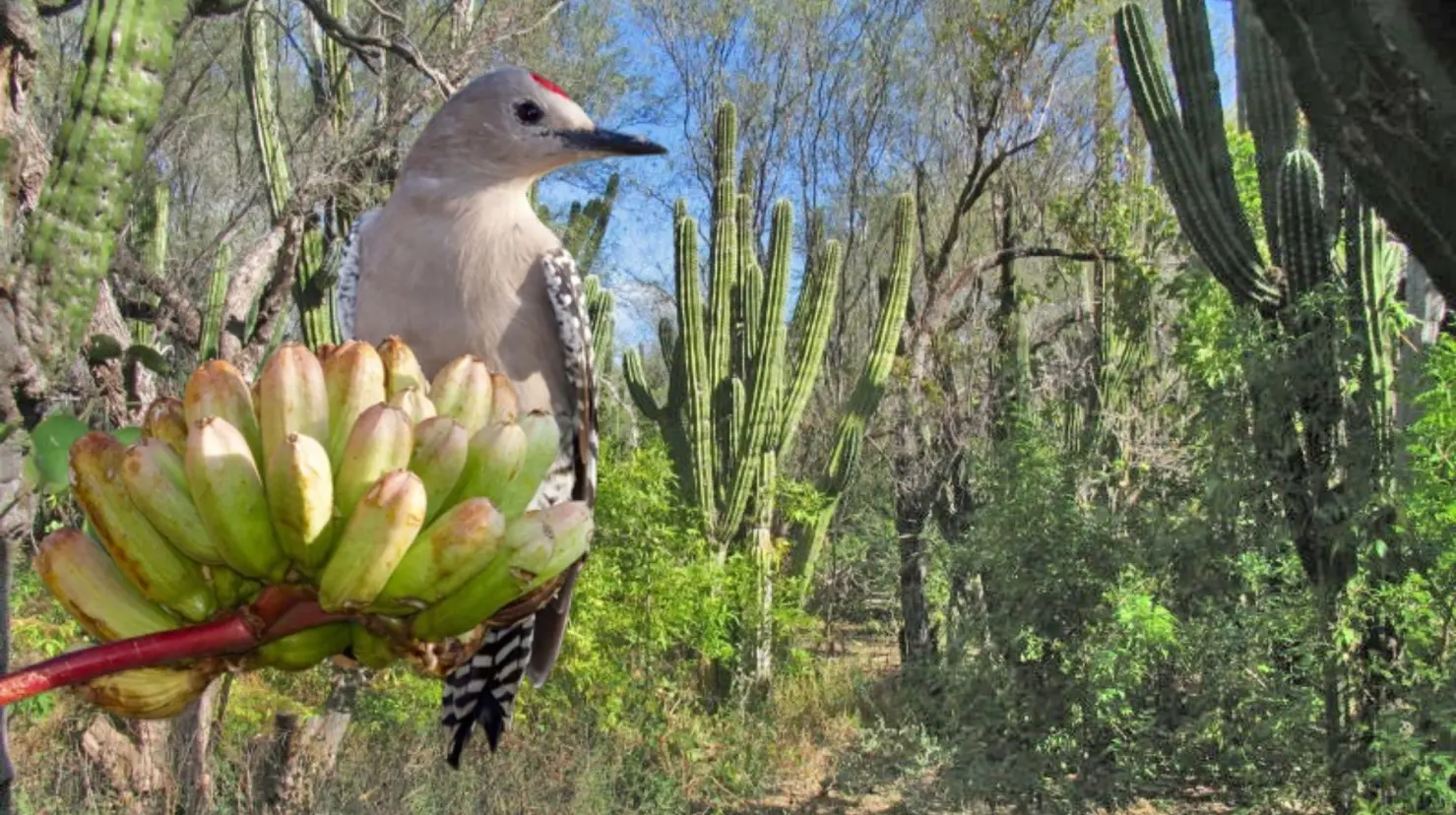 Esta ave excava sus nidos en cactus cardón, creando refugios que luego usan otras especies. Foto: Turismo La Paz | Foto: Audubon.org