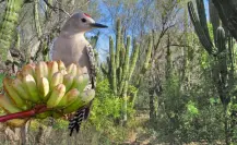 El carpintero del desierto: una ave exótica que habita en los cactus de Baja California Sur