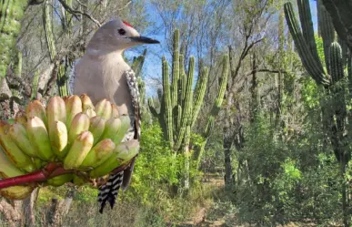 El carpintero del desierto: una ave exótica que habita en los cactus de Baja California Sur