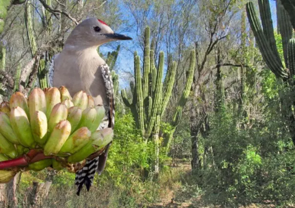 El carpintero del desierto: una ave exótica que habita en los cactus de Baja California Sur