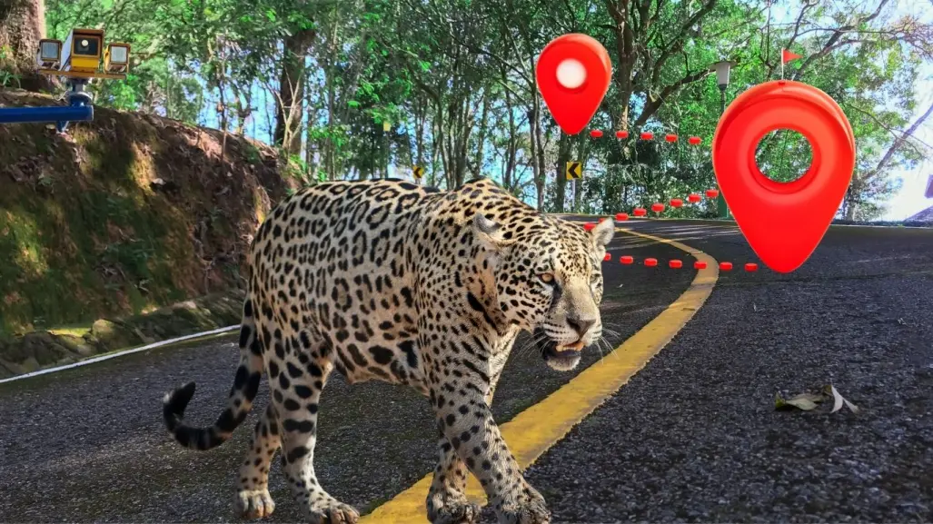 Fauna en riesgo en Yucatán: realizan mapeo para identificar atropellamientos de animales