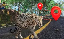 Fauna en riesgo en Yucatán: realizan mapeo para identificar atropellamientos de animales