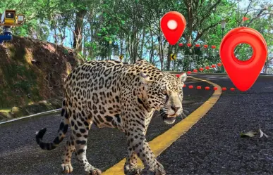Fauna en riesgo en Yucatán: realizan mapeo para identificar atropellamientos de animales