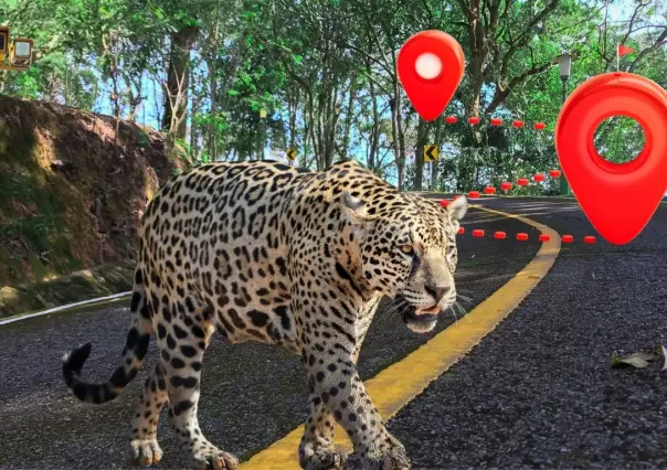 Fauna en riesgo en Yucatán: realizan mapeo para identificar atropellamientos de animales