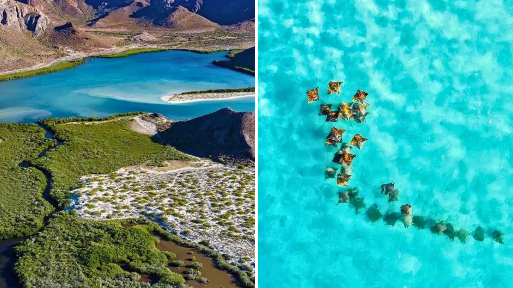 De Baja California Sur a la Patagonia: el impresionante documental de Nat Geo que debes ver
