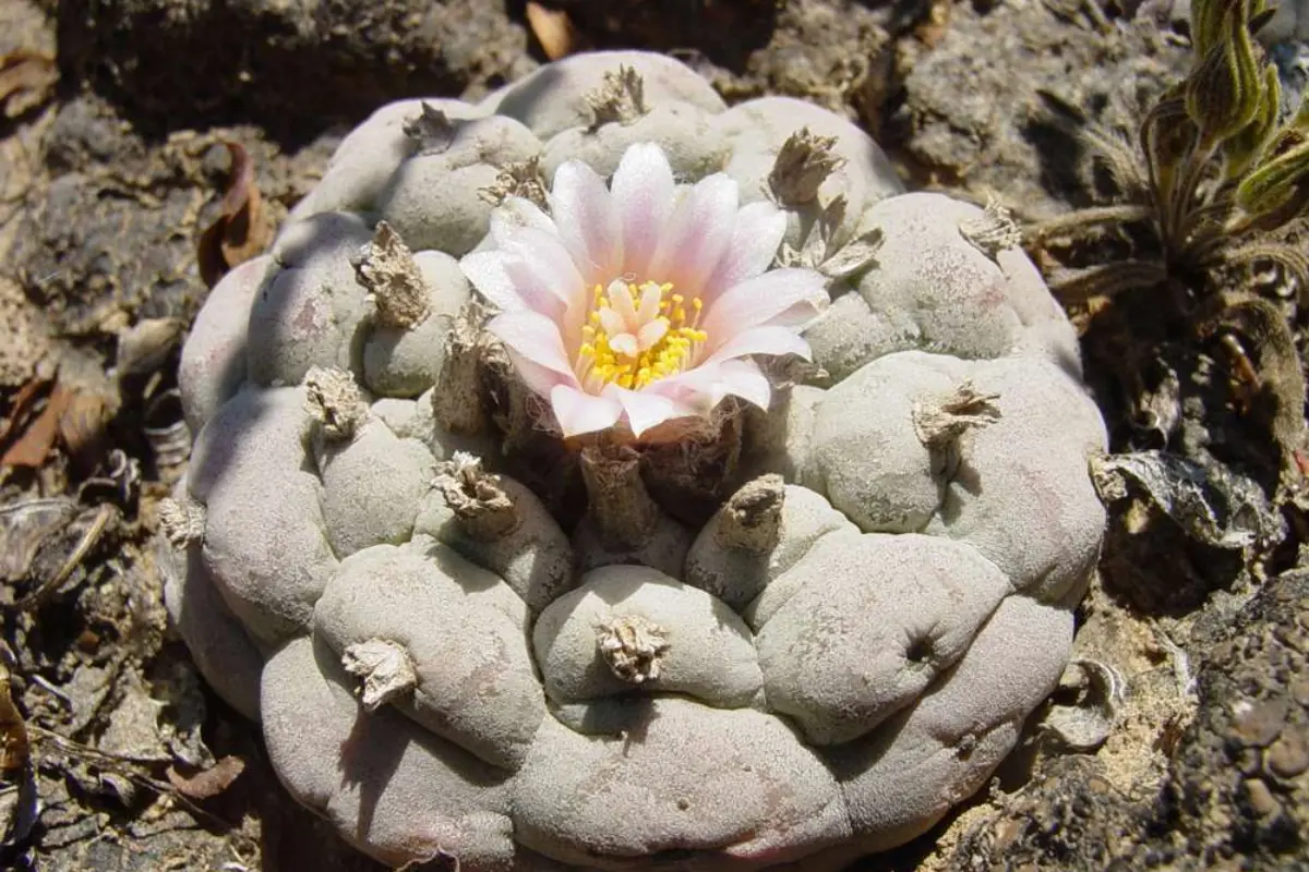 El peyote se ve amenazado por su recolección y consumo ilegal. Foto: iNaturalist México
