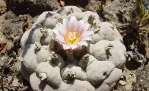 El cactus prohibido que se encuentra en peligro y que crece en Tamaulipas