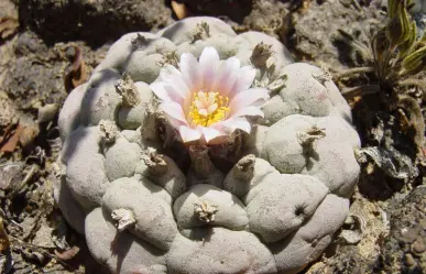 El cactus prohibido que se encuentra en peligro y que crece en Tamaulipas