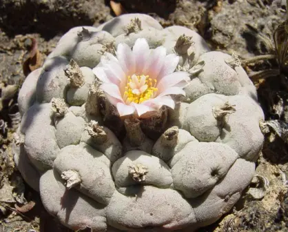 El cactus prohibido que se encuentra en peligro y que crece en Tamaulipas