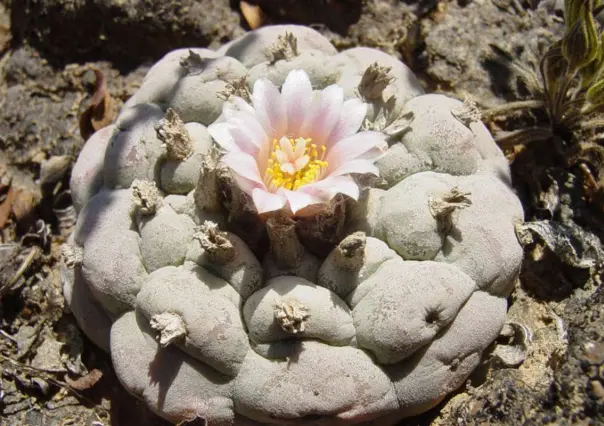 El cactus prohibido que se encuentra en peligro y que crece en Tamaulipas