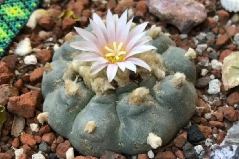 Peyote (Lophophora williamsii). Foto: Carlos García
