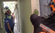 Protección Civil de Nuevo León rescata a gato atrapado entre paredes en San Nicolás