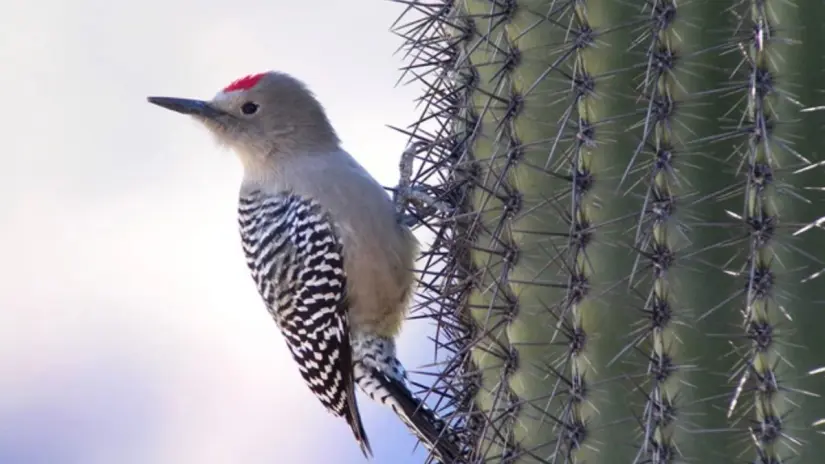 Es fácil de identificar por su plumaje rayado y la manchita roja en la cabeza del macho. Foto: Audubon.org