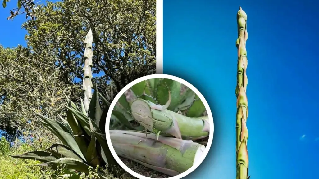 Árboles nativos de Coahuila: Quiote, el dulce tesoro del desierto