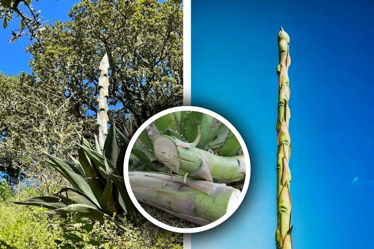 EL quiote tiene propiedades especiales que lo vuelven un recurso versátil en el desierto de Coahuila / Fotos: Localidad Cañada Del Cacao | Canva