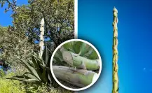 Árboles nativos de Coahuila: Quiote, el dulce tesoro del desierto