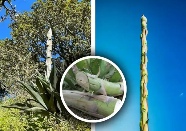 Árboles nativos de Coahuila: Quiote, el dulce tesoro del desierto
