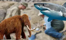 ¿Sabías que BCS tiene fósiles de mamuts y tiburones gigantes?