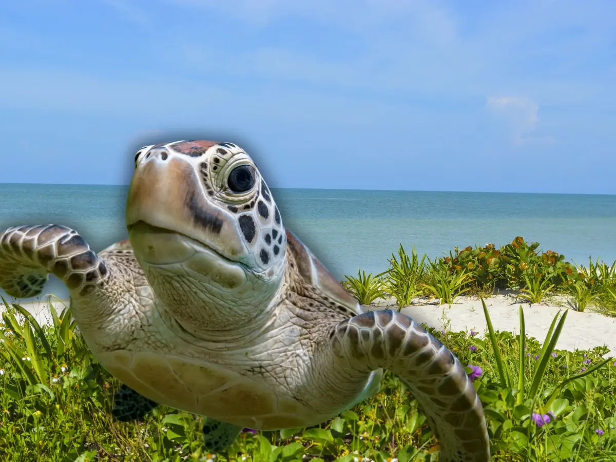Desde abril y hasta octubre, varias especies de tortugas marinas llegan a las costas de Yucatán para anidar, por lo que los visitantes deben aplicar una serie de recomendaciones para ver este proceso.- Fuente Canva