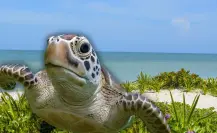 Inició la temporada de anidación de tortugas en Yucatán:  estas son las recomendaciones