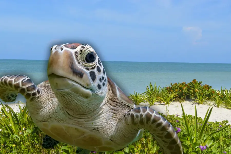 Inició la temporada de anidación de tortugas en Yucatán:  estas son las recomendaciones
