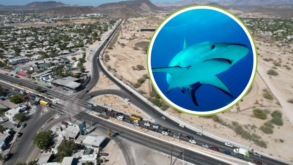 Ayuntamiento de La Paz anuncia apertura de Calle Tiburón