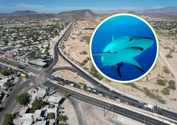 Ayuntamiento de La Paz anuncia apertura de Calle Tiburón