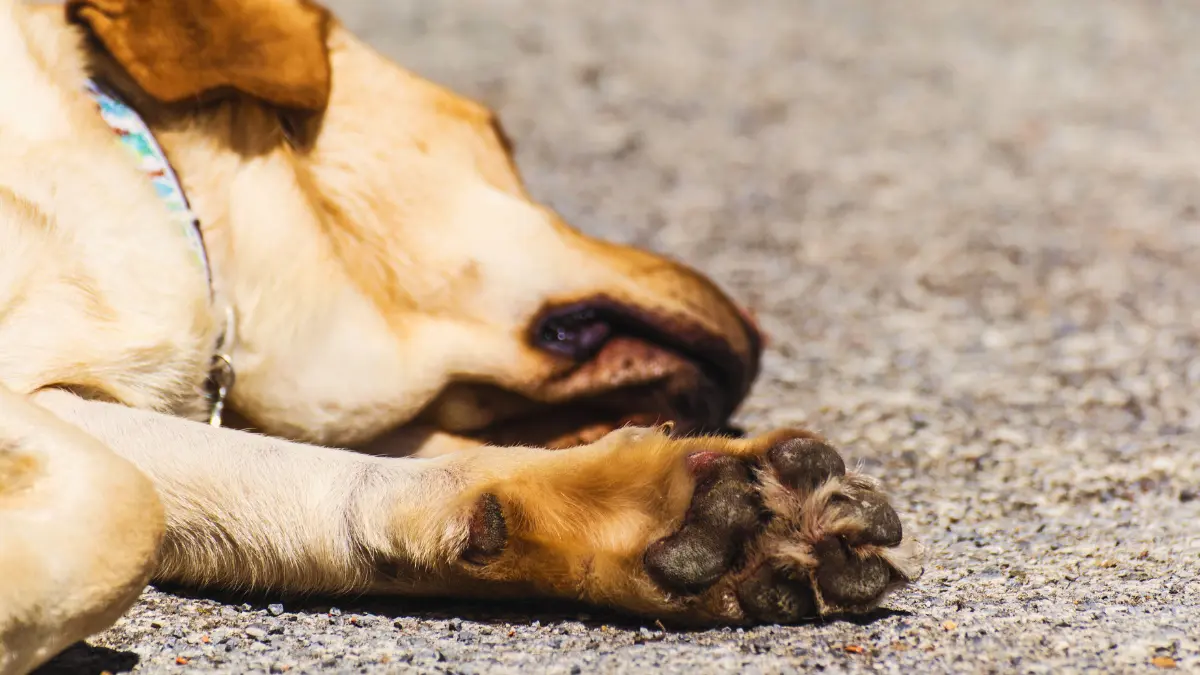 Las almohadillas ayudan a los perros a controlar su temperatura corporal Foto: Canva/Alexis Lara