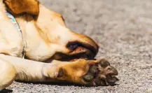 Así puedes proteger las patas de tus mascotas del calor intenso en Yucatán