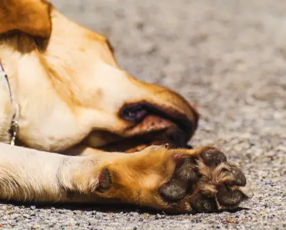 Así puedes proteger las patas de tus mascotas del calor intenso en Yucatán