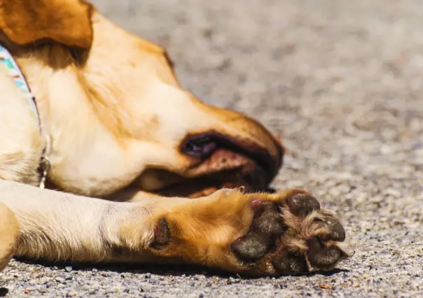 Así puedes proteger las patas de tus mascotas del calor intenso en Yucatán