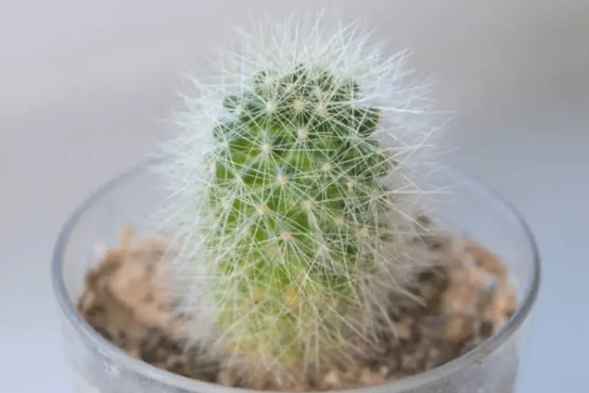 Mammillaria annania, especie endémica de Tamaulipas. Foto: Wikipedia