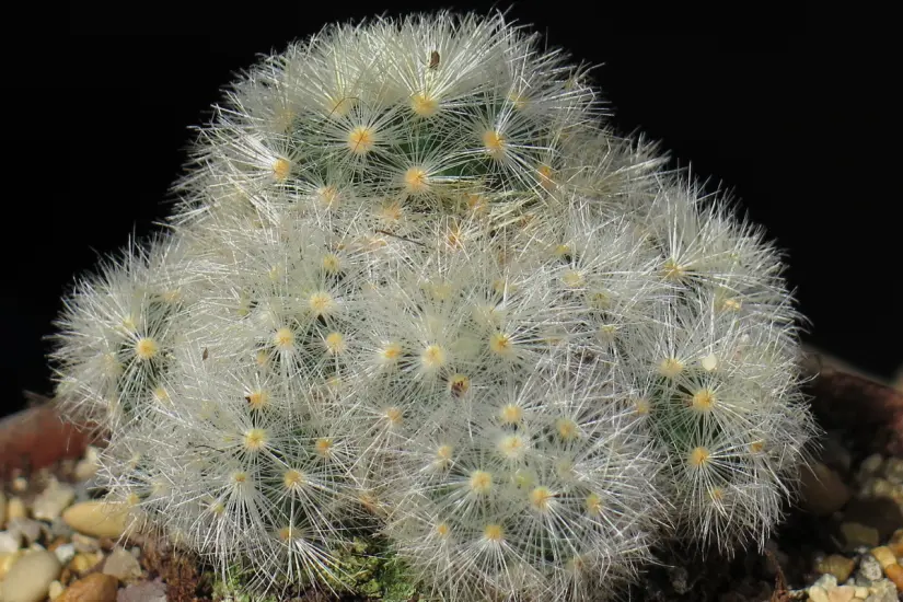 Mammillaria carmenae. Foto: Wikipedia