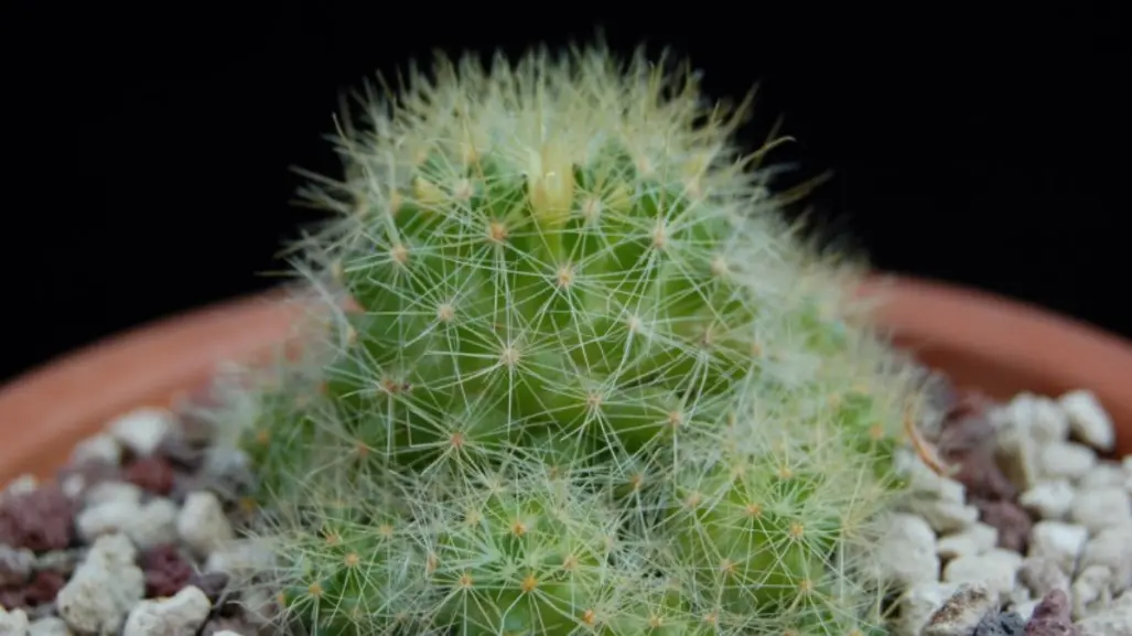 Este es el cactus más raro y que crece únicamente en Tamaulipas