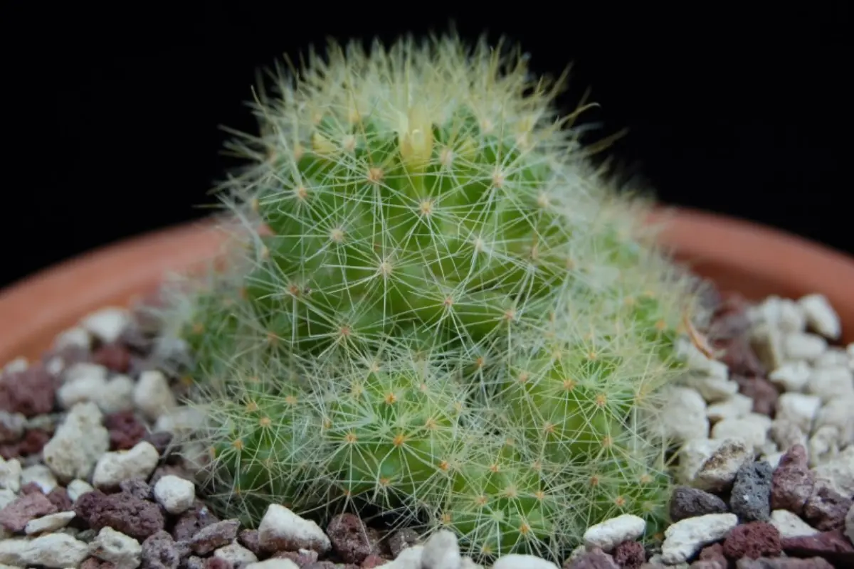 La Mammillaria anniana es una especie endémica de Tamaulipas que por su belleza y rareza se encuentra en peligro. Foto: Cactofili
