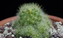 Este es el cactus más raro y que crece únicamente en Tamaulipas