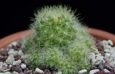 Este es el cactus más raro y que crece únicamente en Tamaulipas