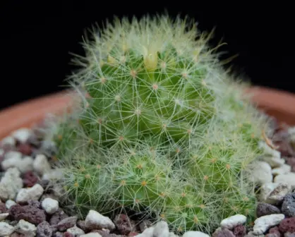 Este es el cactus más raro y que crece únicamente en Tamaulipas