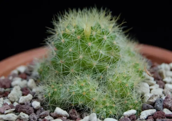 Este es el cactus más raro y que crece únicamente en Tamaulipas