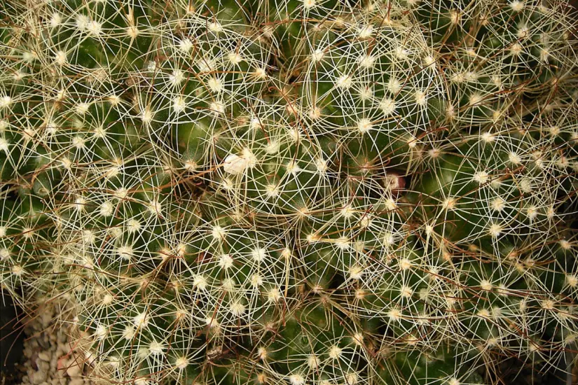 Mammillaria surculosa. Foto: Wikipedia