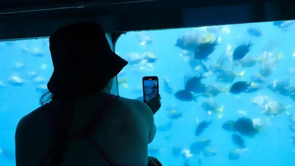 Así es el paseo en crucero que te lleva al fondo del mar sin mojarte en Los Cabos