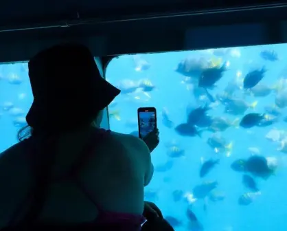 Así es el paseo en crucero que te lleva al fondo del mar sin mojarte en Los Cabos