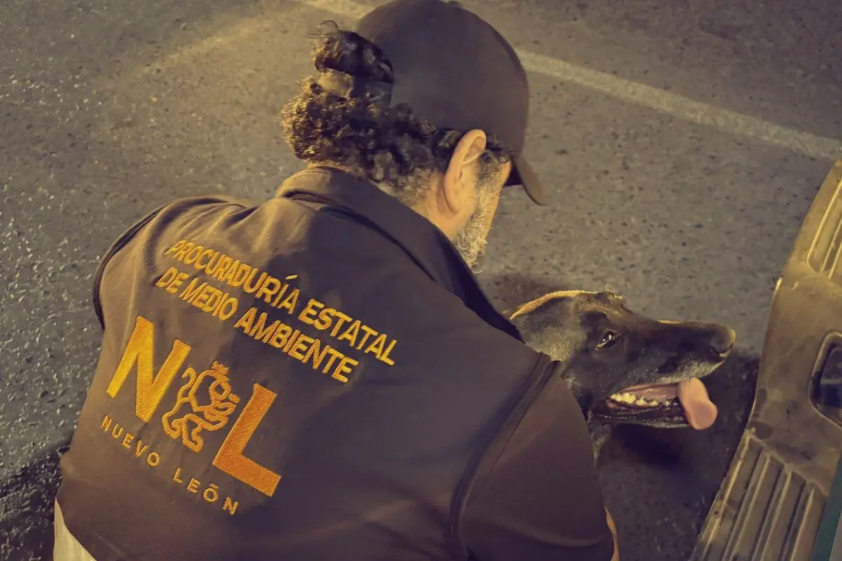 Personal de la Procuraduría Estatal de Medio Ambiente acudió al lugar y logró asegurar a la perrita Foto: Canva