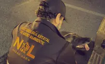 Rescatan a perrita víctima de maltrato en San Nicolás
