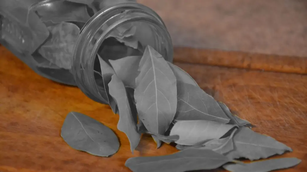 Esta es la planta nativa de Nuevo León que te ayuda con los problemas digestivos