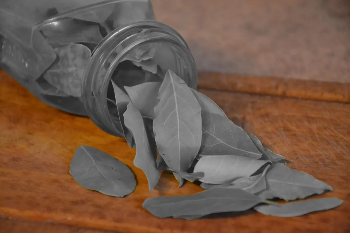 Beneficios del laurel para la digestión Foto: Canva