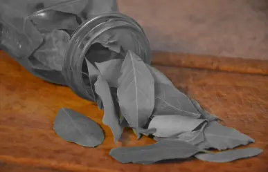 Esta es la planta nativa de Nuevo León que te ayuda con los problemas digestivos