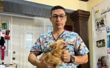 Altas temperaturas en Yucatán: así se puede evitar un golpe de calor en mascotas