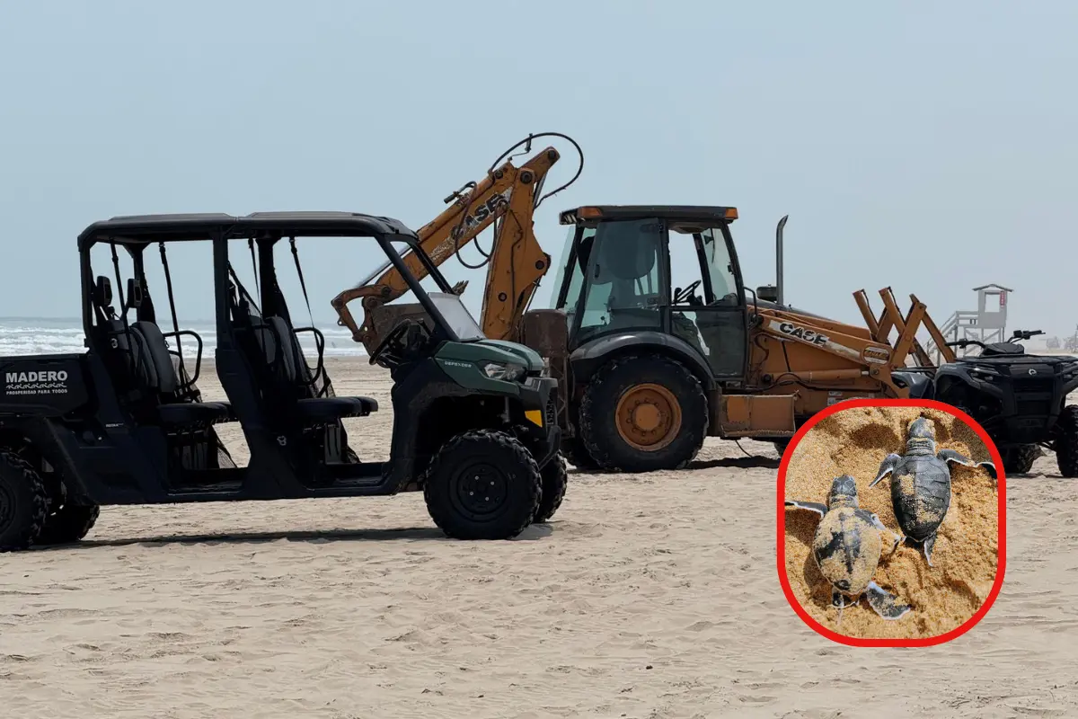 La maquinaria pesada ingresó sin autorización a una zona de dunas utilizada por tortugas lora | Foto: Axel Hassel
